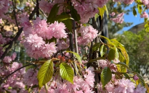 Петербуржцев пригласили в Ботанический сад посмотреть на цветущую сакуру