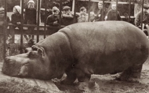 В Ленинградском зоопарке открылась экспозиция "Зоосад в годы блокады"
