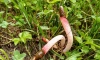 В Нижне-Свирском заповеднике вырос вонючий редкий гриб