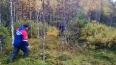 Спасатели вывели трёх человек из леса в Волховском ...