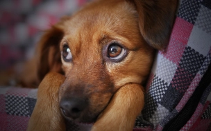 Приют для бездомных собак в Ломоносовском районе получит участок