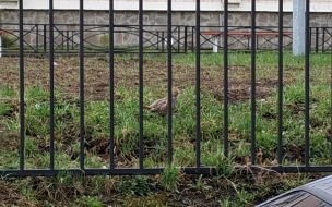 Во Фрунзенском районе возле школы куропатка гоняет ворон