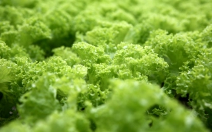 Ленобласть лидирует по выращиванию салатов и зелени в РФ