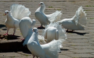 На аниматора с голубями напали с перцовым баллончиком в Петербурге
