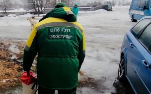 Более 270 обращений поступило в экологические службы Петербурга за неделю