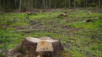 В лесу Тосненского района нашли труп мужчины