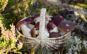 Фото: на выходных петербуржцы набрали полные корзины грибов 