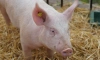 Сельхозпредприятия Ленобласти содержат почти 200 тыс. свиней