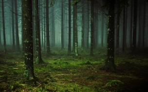 Рослесхоз оценил эффективность лесного хозяйства в Ленобласти 