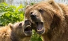 Петербуржцам и жителям Ленобласти рассказали, что делать при встрече с медведем