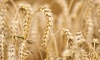 Китай допустил импорт пшеницы со всей территории России