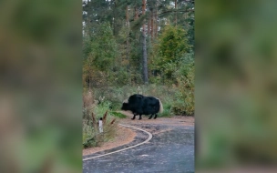 Под Петербургом заметили дикого яка