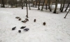 В Петербурге 13 февраля ожидается до +3 градусов