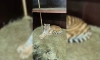 В хосписе для диких животных рассказали, почему их новая подопечная слепая тигрица Аврора не сможет общаться с сородичами