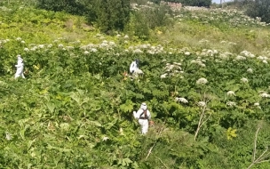 В Выборгском районе продолжается борьба с борщевиком Сосновского