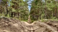 В Ленобласти прибавилось почти 6 тысяч гектаров леса