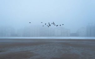 Туман, ветер и мокрый снег обещают жителям Ленобласти в воскресенье