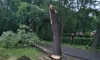 В Петербурге устранили все последствия урагана