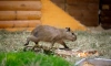 В семействе капибар из Ленинградского зоопарка родилось четыре детёныша