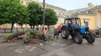 В Петербурге высадили почти 1 млн цветов