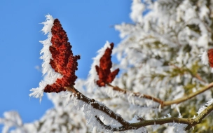 В Ленобласти 15 ноября ожидается налипание мокрого снега