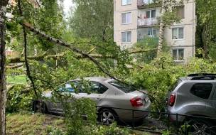 Непогода в Петербурге настроила деревья против припаркованных автомобилей