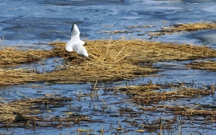 Утки, чайки и лебеди-шипуны прилетели на петербургскую дамбу с зимовки