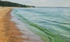 Финский залив окрасился в зеленый цвет