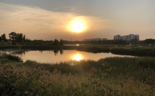 В День Балтийского моря Петербург отчитался о рекордной очистке воды
