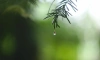 В Ленобласти 1 июня пройдут кратковременные дожди