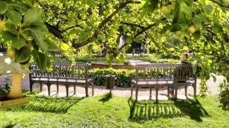 Сад Мариинского дворца откроется для посещения 1 июня