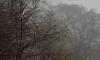 Воскресенье в Ленобласти будет туманным и влажным