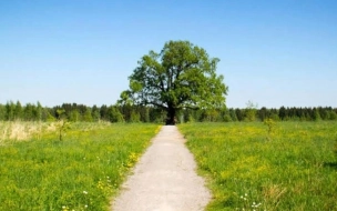 200-летний дуб из Ленобласти может стать главным деревом года в России