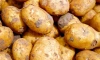 В России торговым сетям предложили мелкий картофель "экономкласса" 