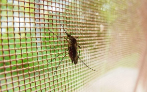 Ученые рассказали, почему не стоит бояться нашествия комаров в Петербурге и Ленобласти