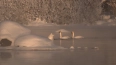 В Приозерске на реке Вуокса зимуют около 20 лебедей-клик...