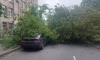 В Петербурге за прошлую неделю упали 7 деревьев