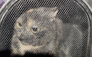 Ночью в Мурино спасатели несколько часов вызволяли кошку из вентшахты