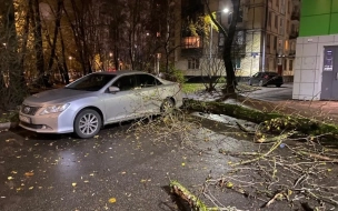 Сады и парки Петербурга закрыты со вчерашнего дня из-за ветра