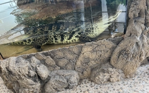 Петербурженка обратила внимание на условия жизни крокодила в ТК "Старая Деревня"