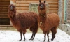 В Ленинградском зоопарке альпаке Гренке исполнилось 5 лет