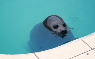 Росприроднадзор рассказал, почему гибнут тюлени под Петербургом