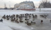 Петербуржцам раскрыли секрет, почему утки не мёрзнут в ледяной воде