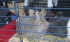 Четыре ангорских кролика отправились из Петербурга в Сахалинскую область