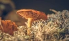 В Ботаническом саду в выходные пройдет выставка "Планета грибов"