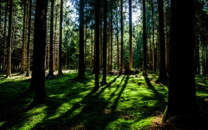 Спасатели Тосно и добровольцы из Экстремума успешно нашли и вывели заблудившихся из леса