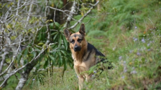 Служебная собака Зорра нашла раненого участника драки в Ленобласти