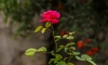 В Петербурге уничтожат 1000 заражённых роз