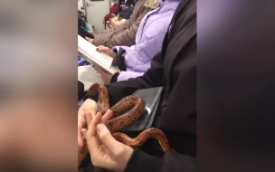 Эксперт рассказал, чем опасна поездка со змеей в метро