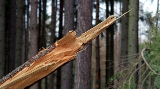 В Удельном парке 88-летнюю женщину придавило упавшим дерево 